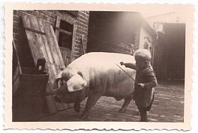 1937 siegfried_mit_schwein